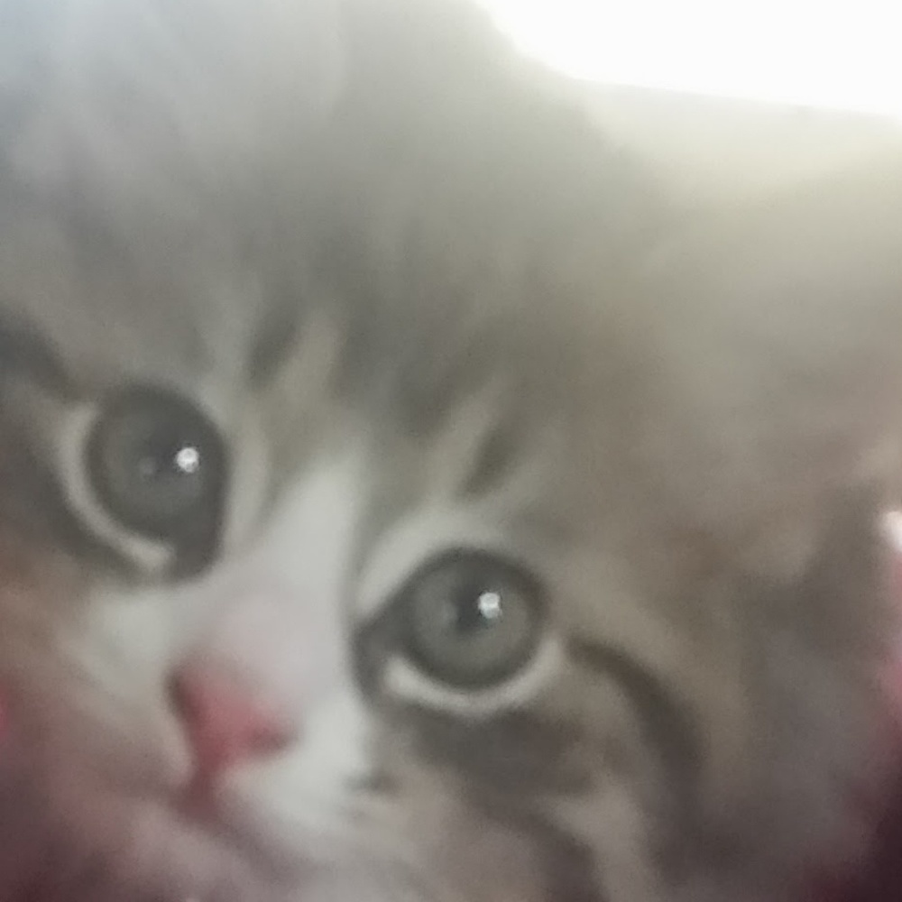 Meet your Posher, Curtis